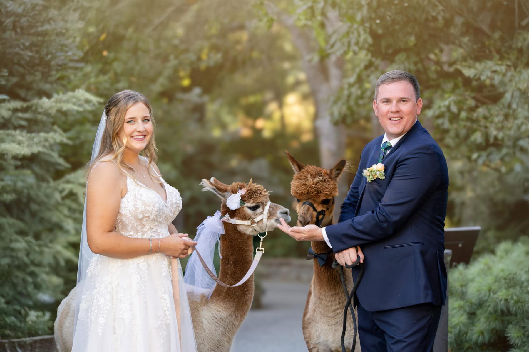 Stunning Wedding at the Roger Williams Botanical Gardens 57 A bride and groom in wedding attire stand outdoors at Roger Williams Botanical Gardens, each holding a leashed alpaca with bridal accessories.