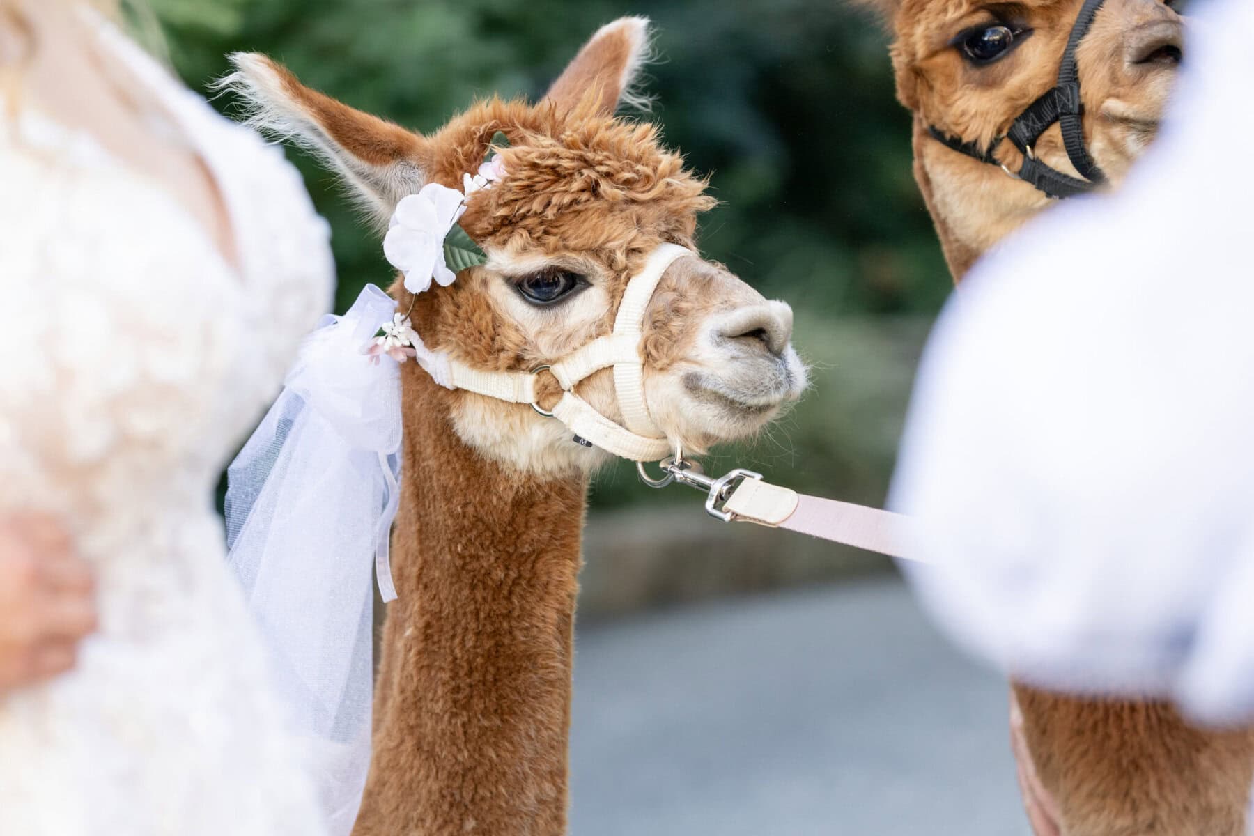 Stunning Wedding at the Roger Williams Botanical Gardens 53 A brown alpaca in a harness and flower crown stands by a bride in white at Roger Williams Botanical Gardens, another alpaca partly visible.