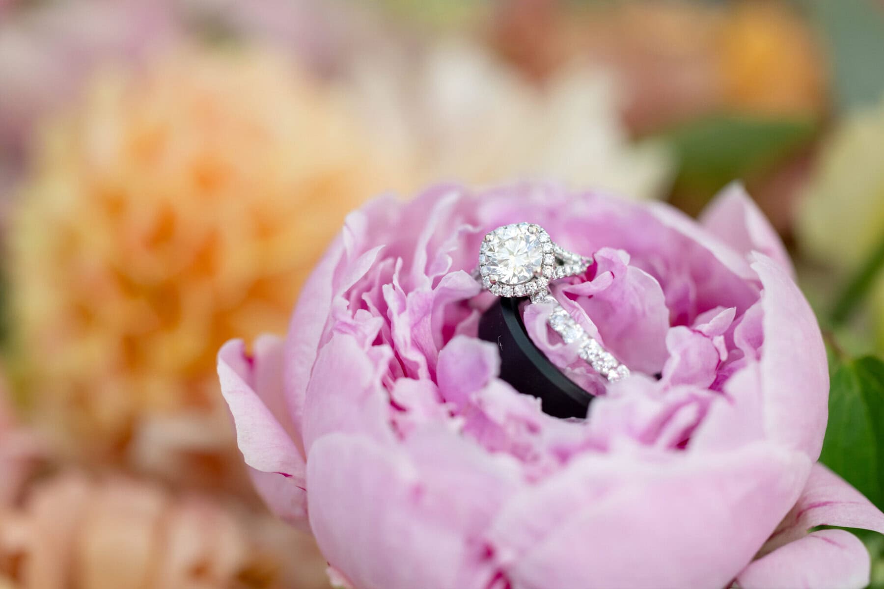 Stunning Wedding at the Roger Williams Botanical Gardens 44 A diamond engagement ring rests inside a blooming pink peony at Roger Williams Botanical Gardens, blurred flowers in the background.