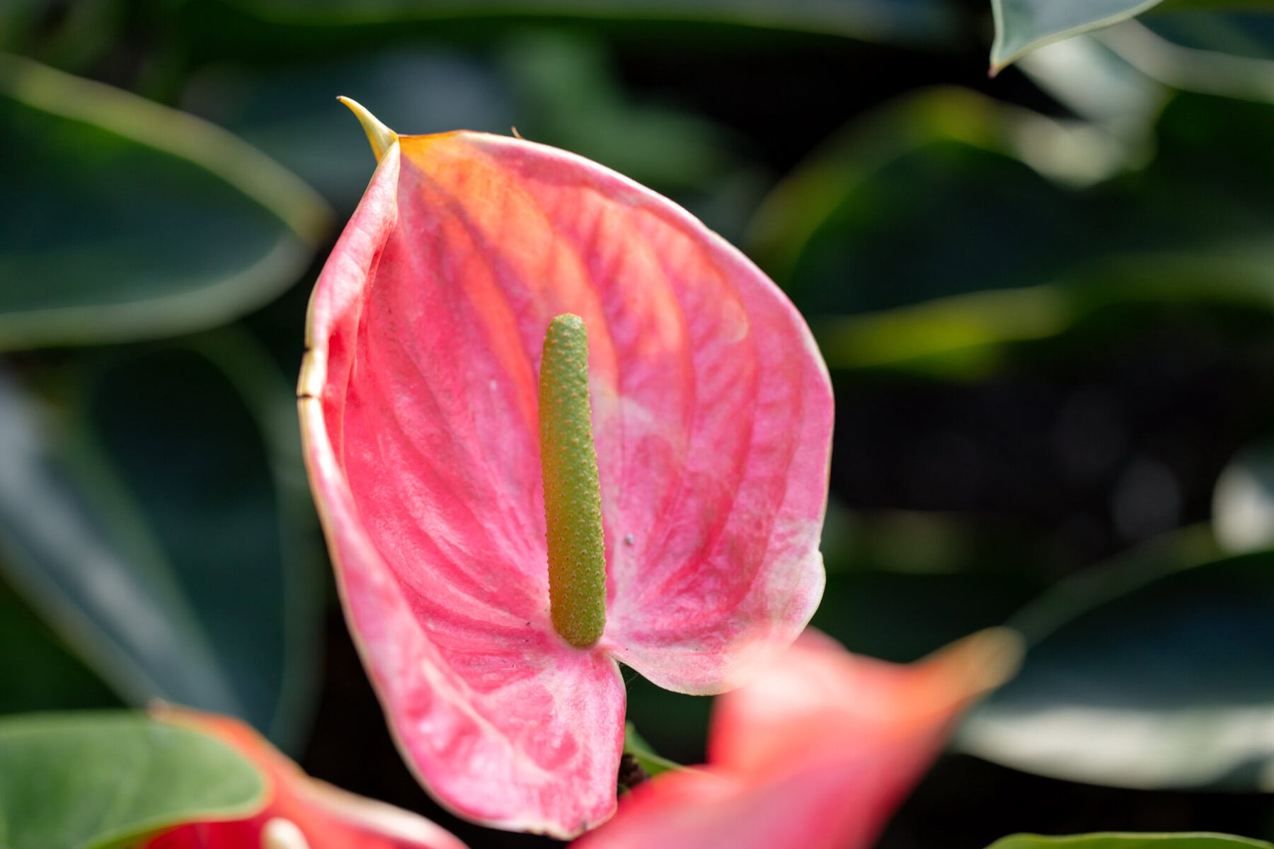 Stunning Wedding at the Roger Williams Botanical Gardens 40 A close-up of a pink anthurium flower at Roger Williams Botanical Gardens, perfect for a wedding, with blurred green leaves in the background.